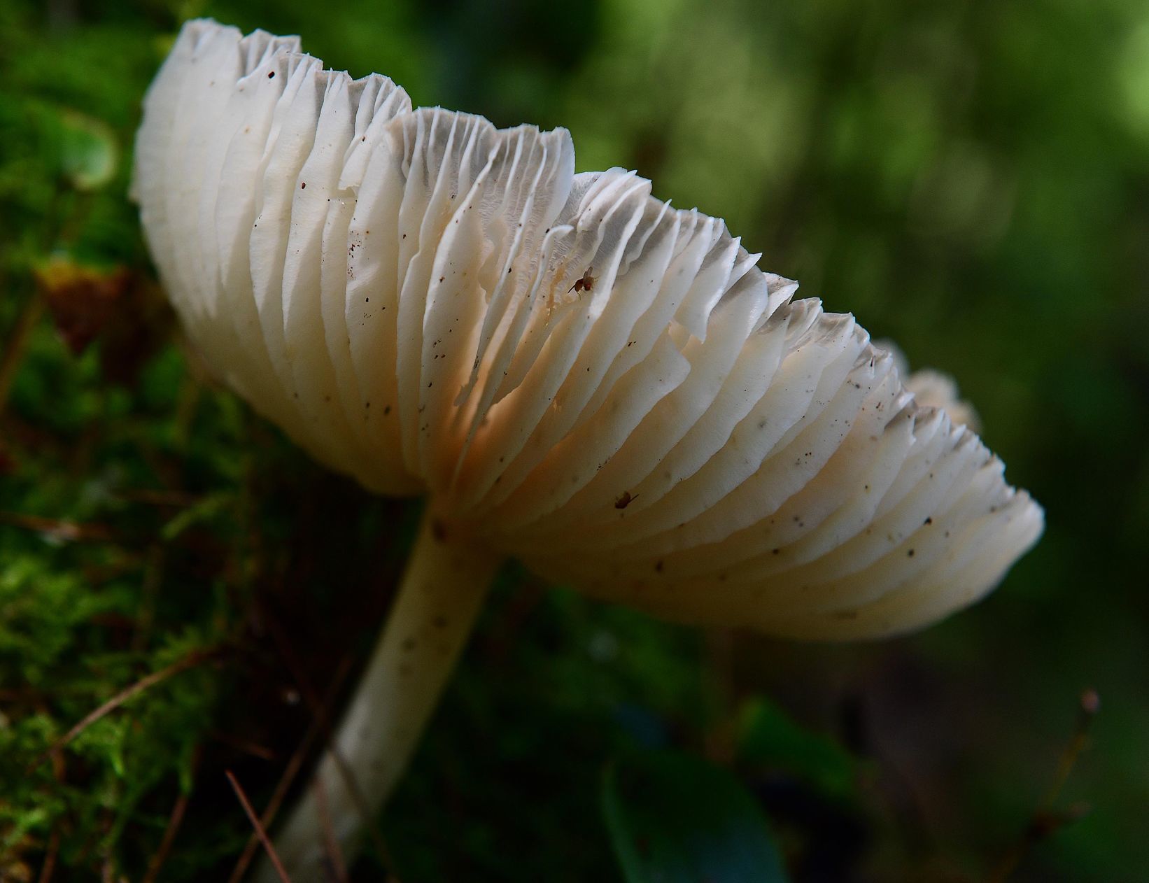 Pennsylvania Mushroom Q.jpg